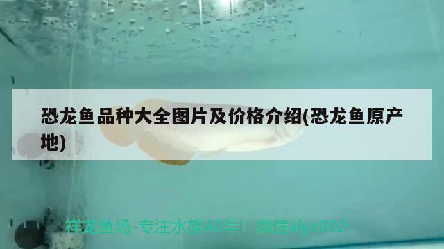 恐龍魚品種大全圖片及價格介紹(恐龍魚原產(chǎn)地) 雪龍魚