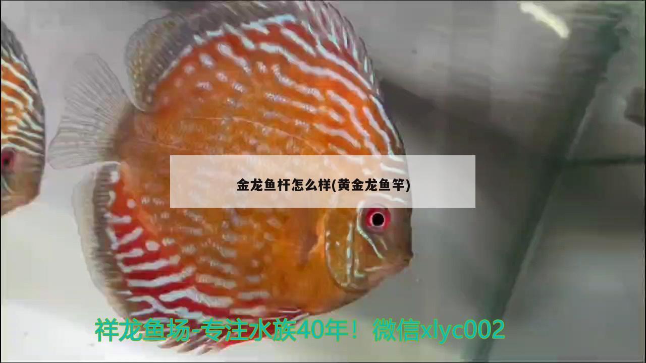 金龍魚桿怎么樣(黃金龍魚竿) 垂釣樂園