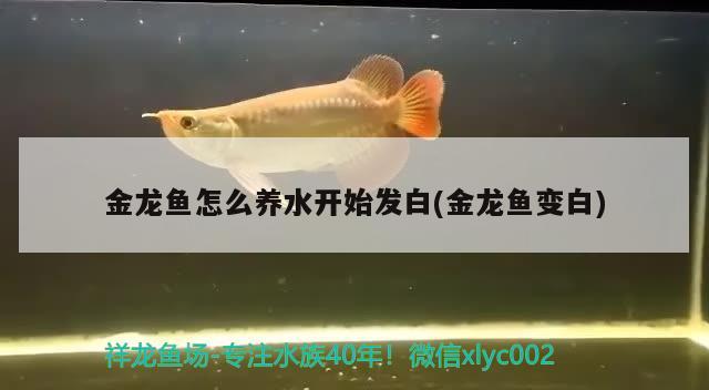 金龍魚怎么養(yǎng)水開始發(fā)白(金龍魚變白)