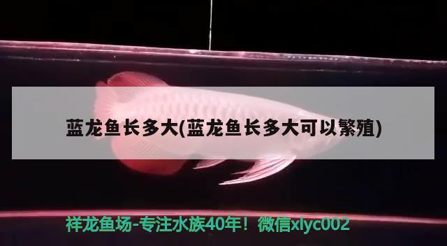 青色金龍魚跟金龍魚怎么區(qū)分公母和金龍魚的區(qū)分公母，金龍魚如何分辨雄青？