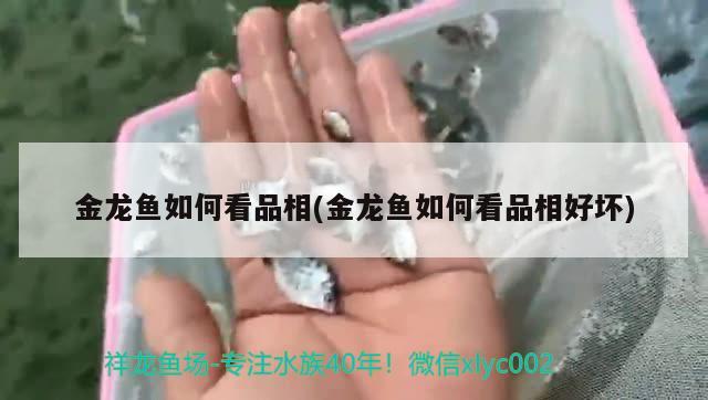 金龍魚如何看品相(金龍魚如何看品相好壞) 黑白雙星