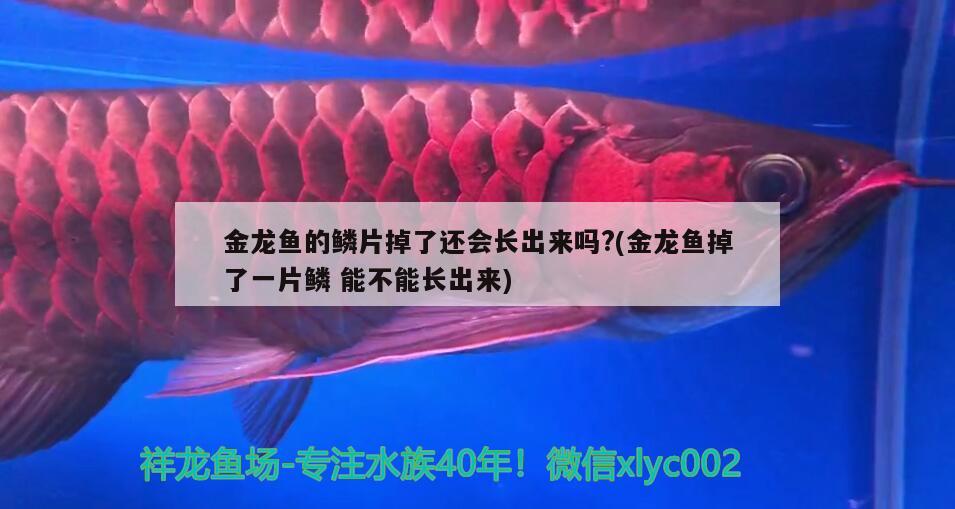 金龍魚的鱗片掉了還會長出來嗎?(金龍魚掉了一片鱗能不能長出來) 紅尾平克魚