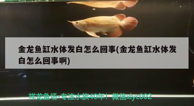 金龍魚(yú)缸水體發(fā)白怎么回事(金龍魚(yú)缸水體發(fā)白怎么回事啊) 祥禾Super Red紅龍魚(yú)