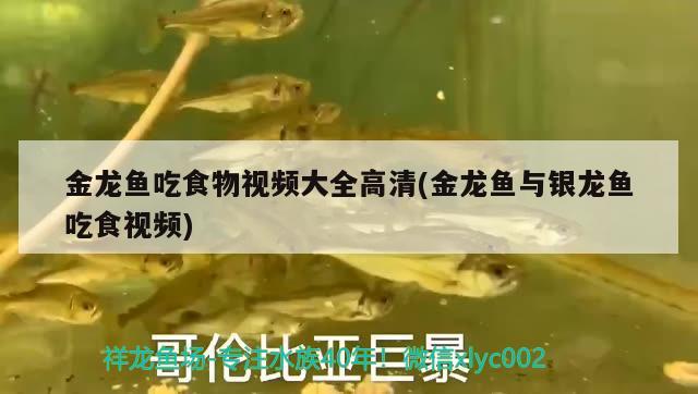 金龍魚吃食物視頻大全高清(金龍魚與銀龍魚吃食視頻) 銀龍魚