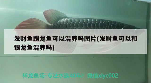 發(fā)財魚跟龍魚可以混養(yǎng)嗎圖片(發(fā)財魚可以和銀龍魚混養(yǎng)嗎) 銀龍魚