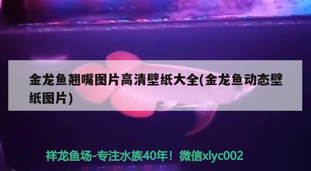 金龍魚翹嘴圖片高清壁紙大全(金龍魚動態(tài)壁紙圖片) 夢幻雷龍魚