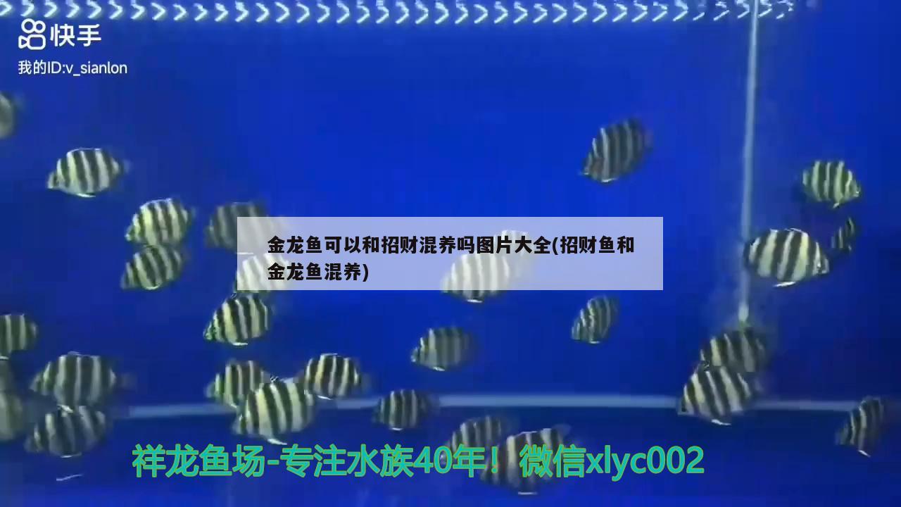 金龍魚可以和招財混養(yǎng)嗎圖片大全(招財魚和金龍魚混養(yǎng))