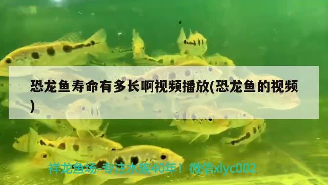 恐龍魚壽命有多長(zhǎng)啊視頻播放(恐龍魚的視頻) 虎紋銀版魚