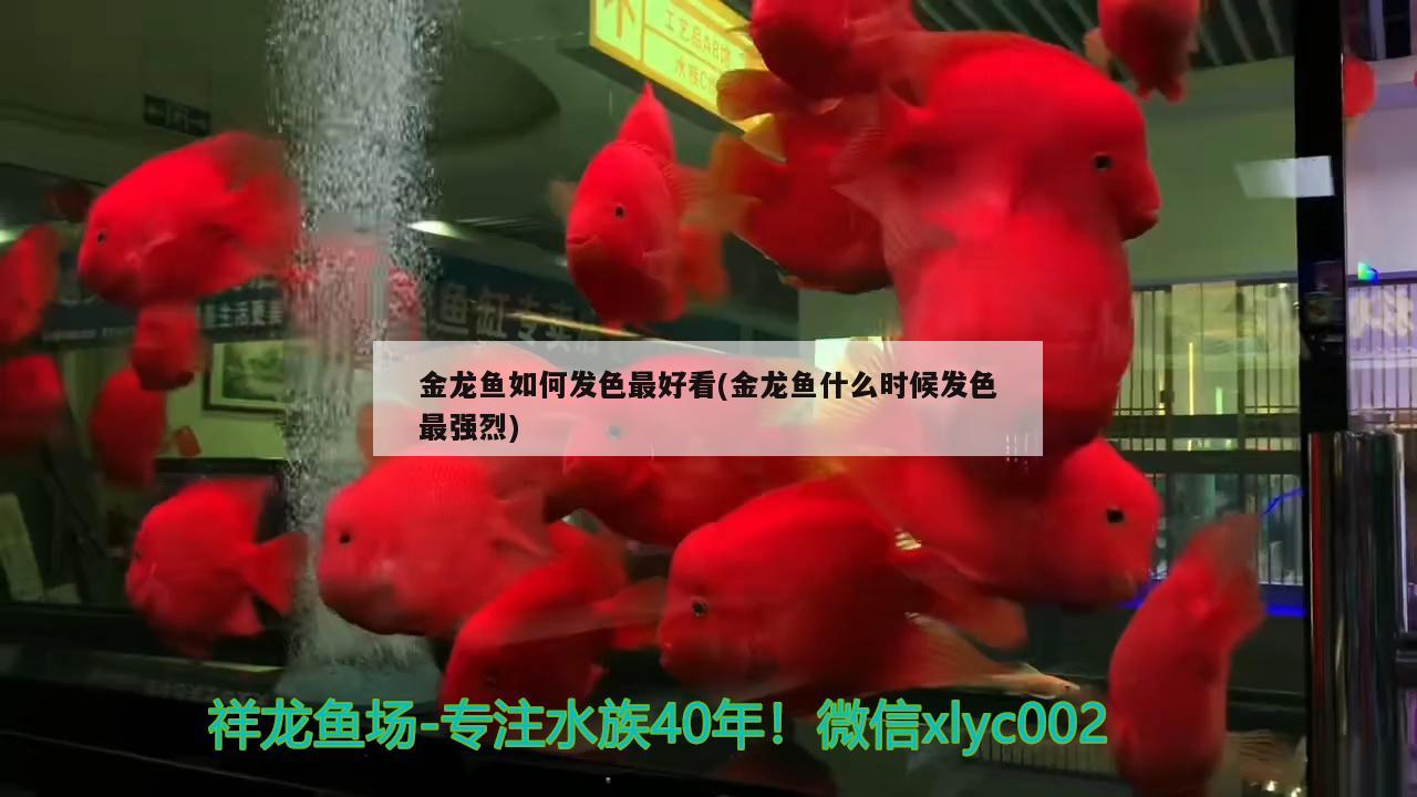 金龍魚如何發(fā)色最好看(金龍魚什么時(shí)候發(fā)色最強(qiáng)烈)