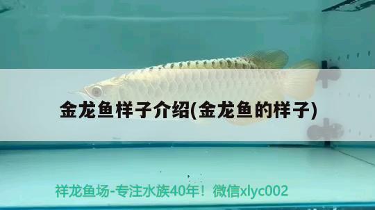 金龍魚(yú)樣子介紹(金龍魚(yú)的樣子) 觀賞蝦蟹等飼料