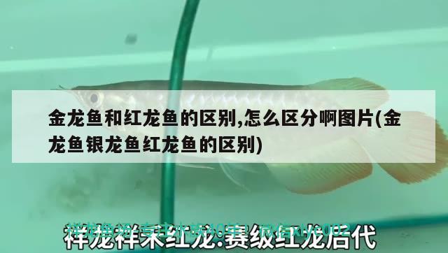 龍魚哪里進(jìn)貨最便宜，廣州龍魚魚商拿貨渠道有哪些，廣州龍魚哪里進(jìn)貨最便宜，龍魚哪里進(jìn)貨最便宜，海口哪里進(jìn)貨最便宜 虎斑恐龍魚 第1張