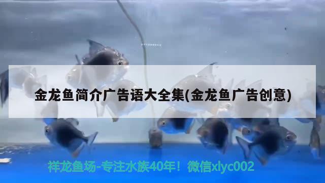 金龍魚壁紙豎圖：金龍魚背景圖 廣州水族批發(fā)市場 第1張