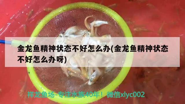 金龍魚精神狀態(tài)不好怎么辦(金龍魚精神狀態(tài)不好怎么辦呀)