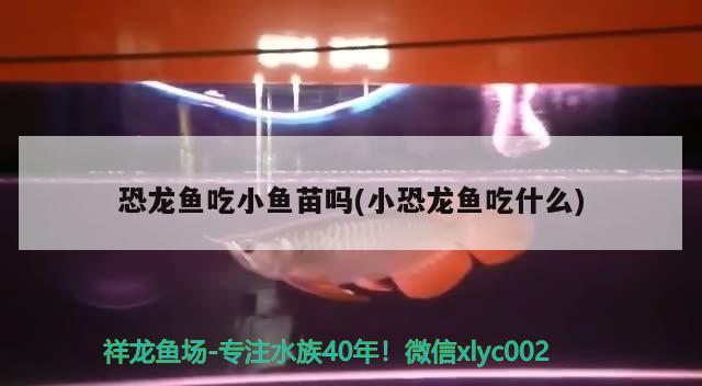 恐龍魚吃小魚苗嗎(小恐龍魚吃什么) 粗線銀版魚苗