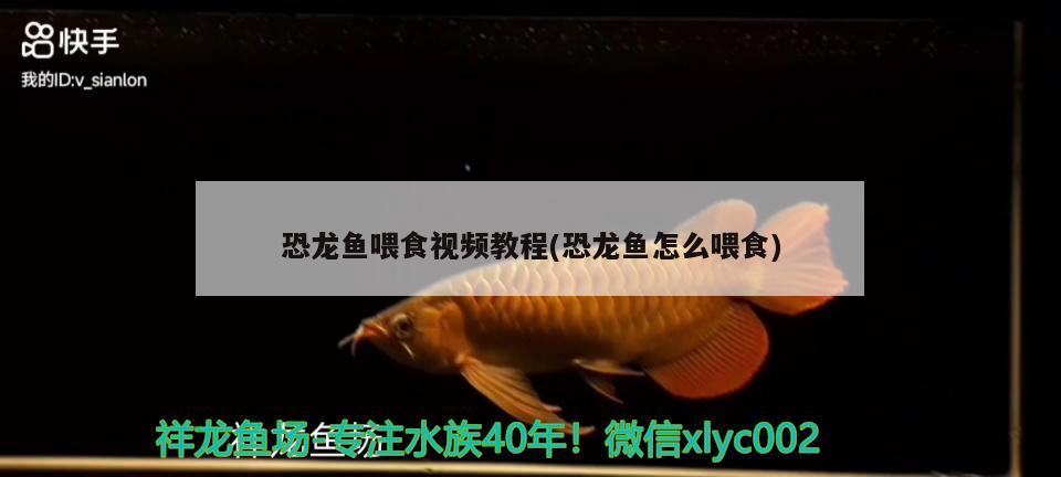 恐龍魚喂食視頻教程(恐龍魚怎么喂食)