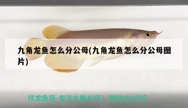 九角龍魚怎么分公母(九角龍魚怎么分公母圖片)