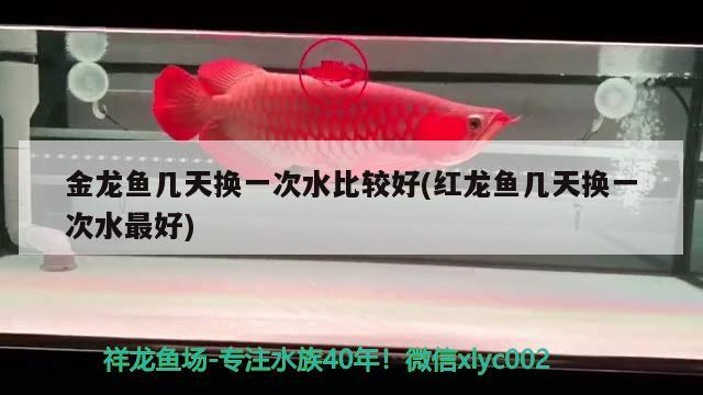 金龍魚(yú)幾天換一次水比較好(紅龍魚(yú)幾天換一次水最好) 白化火箭