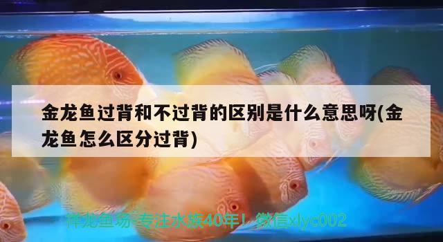 金龍魚過背和不過背的區(qū)別是什么意思呀(金龍魚怎么區(qū)分過背) 哥倫比亞巨暴魚苗 第2張