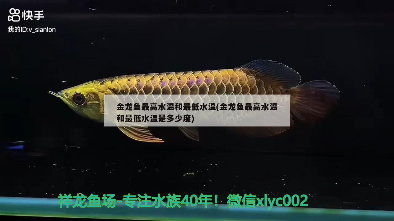 金龍魚最高水溫和最低水溫(金龍魚最高水溫和最低水溫是多少度) 廣州龍魚批發(fā)市場