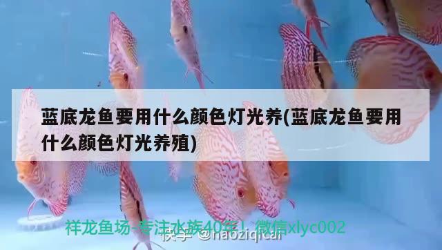 藍底龍魚要用什么顏色燈光養(yǎng)(藍底龍魚要用什么顏色燈光養(yǎng)殖)