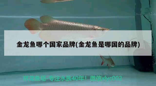 金龍魚哪個國家品牌(金龍魚是哪國的品牌) 銀龍魚苗