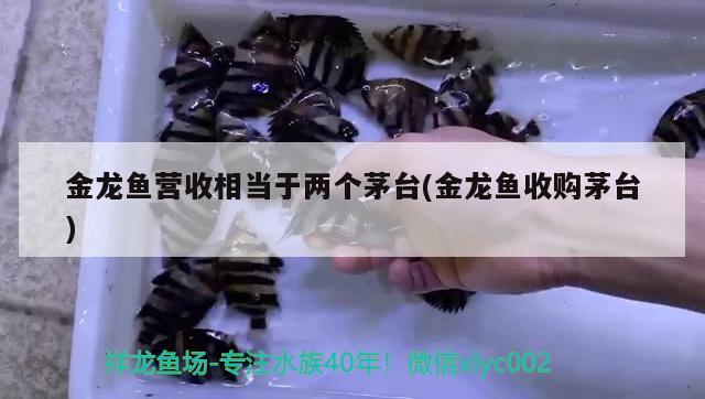 金龍魚營收相當(dāng)于兩個茅臺(金龍魚收購茅臺) 金三間魚