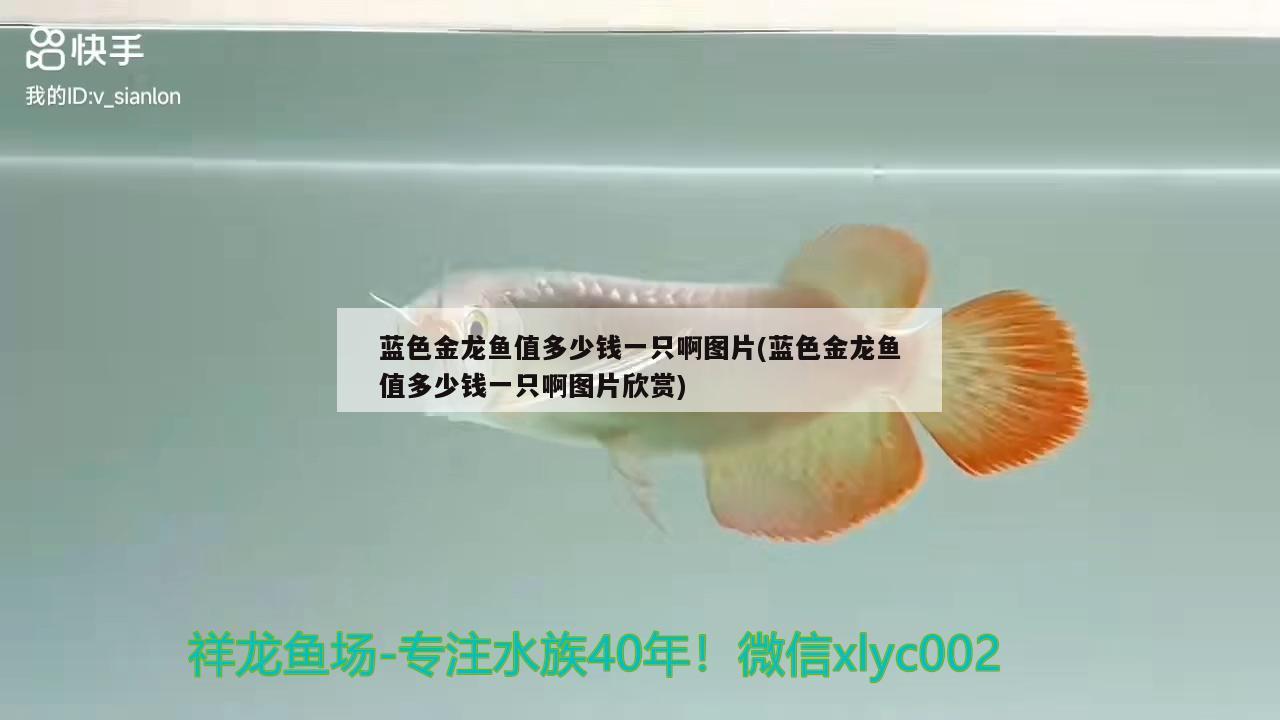 魚缸里養(yǎng)的鰩魚是什么 魚缸養(yǎng)鳊魚 斯維尼關(guān)刀魚