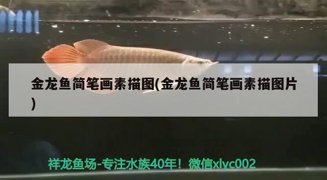 金龍魚缸燈用什么牌子好 金龍魚缸燈用什么牌子好用