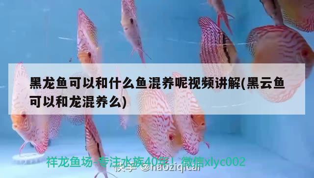 黑龍魚可以和什么魚混養(yǎng)呢視頻講解(黑云魚可以和龍混養(yǎng)么) 黑云魚 第2張