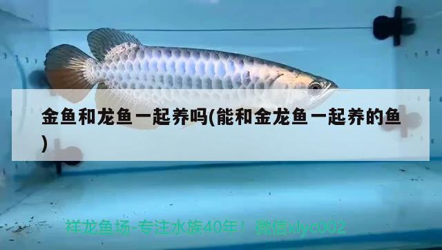 金魚和龍魚一起養(yǎng)嗎(能和金龍魚一起養(yǎng)的魚) 翡翠鳳凰魚