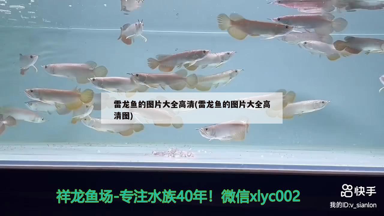 雷龍魚的圖片大全高清(雷龍魚的圖片大全高清圖) 南美異形觀賞魚