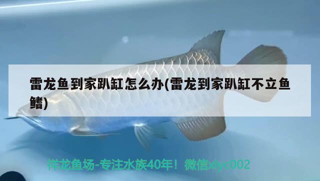 佛山魚缸定制哪家好些呢（佛山淋浴房品牌有哪些比較好） 黃金貓魚 第2張