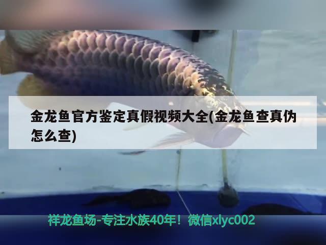 金龍魚(yú)官方鑒定真假視頻大全(金龍魚(yú)查真?zhèn)卧趺床?