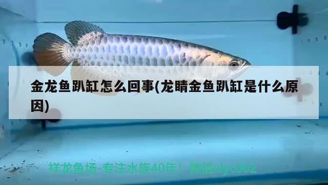 金龍魚趴缸怎么回事(龍睛金魚趴缸是什么原因)