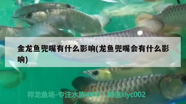 金龍魚兜嘴有什么影響(龍魚兜嘴會(huì)有什么影響) 紅白錦鯉魚