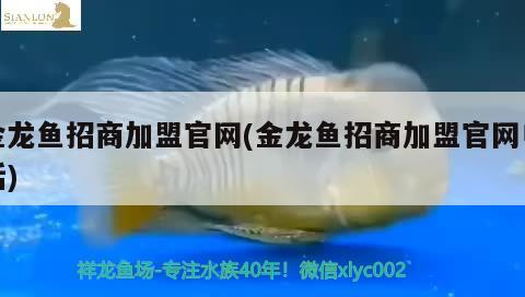 金龍魚招商加盟官網(wǎng)(金龍魚招商加盟官網(wǎng)電話) 丹頂錦鯉魚