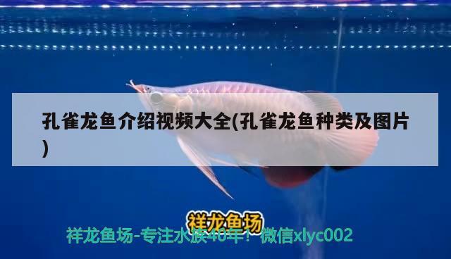 孔雀龍魚介紹視頻大全(孔雀龍魚種類及圖片) 戰(zhàn)車紅龍魚