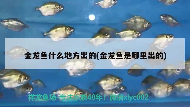 新做魚缸過多長時間之后才能養(yǎng)魚，魚缸鋼化玻璃能用幾年