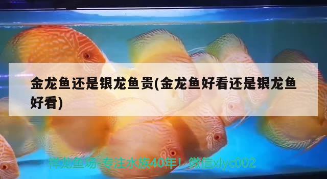 金龍魚(yú)還是銀龍魚(yú)貴(金龍魚(yú)好看還是銀龍魚(yú)好看)