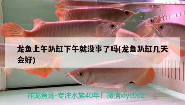 龍魚上午趴缸下午就沒事了嗎(龍魚趴缸幾天會好)