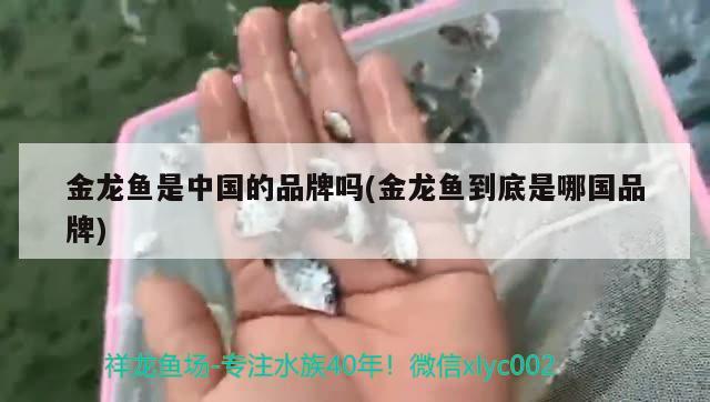 金龍魚是中國的品牌嗎(金龍魚到底是哪國品牌) 胭脂孔雀龍魚