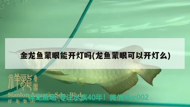 銀龍魚的風(fēng)水講究與注意事項，養(yǎng)銀龍魚的風(fēng)水講究與注意事項