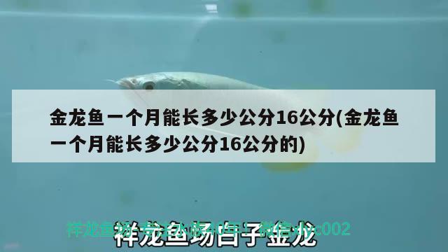 雷龍魚種類圖片大全及名稱(雷龍魚種類圖片大全及名稱及價(jià)格) 星點(diǎn)金龍魚