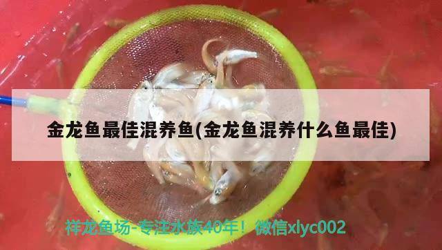 金龍魚最佳混養(yǎng)魚(金龍魚混養(yǎng)什么魚最佳)