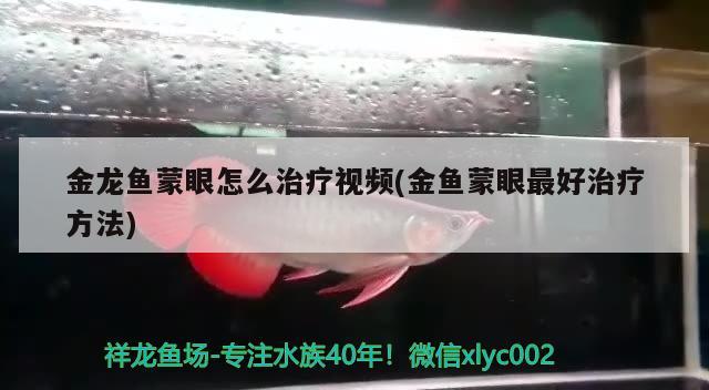 金龍魚蒙眼怎么治療視頻(金魚蒙眼最好治療方法) 紅魔王銀版魚