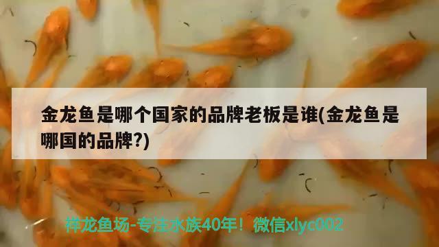 金龍魚是哪個(gè)國(guó)家的品牌老板是誰(shuí)(金龍魚是哪國(guó)的品牌?)