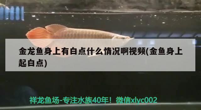 金龍魚身上有白點(diǎn)什么情況啊視頻(金魚身上起白點(diǎn)) 祥龍金禾金龍魚