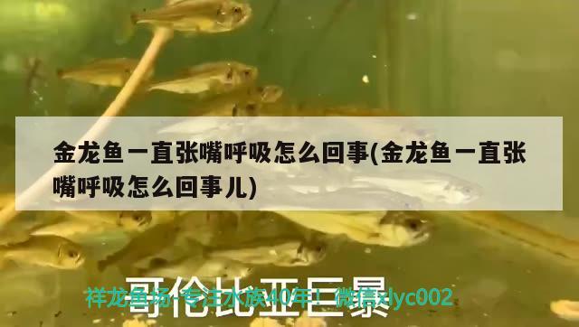 金龍魚一直張嘴呼吸怎么回事(金龍魚一直張嘴呼吸怎么回事兒)