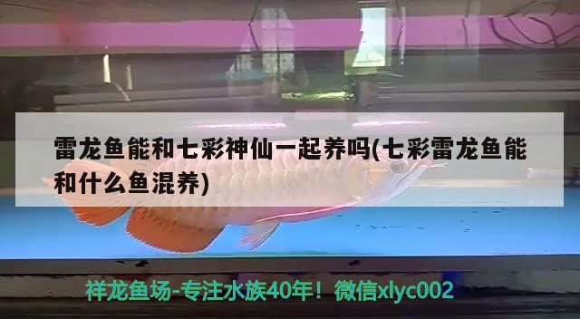 雷龍魚能和七彩神仙一起養(yǎng)嗎(七彩雷龍魚能和什么魚混養(yǎng))