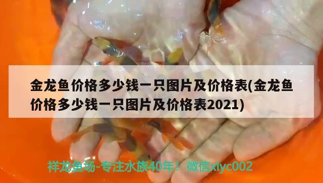 金龍魚價格多少錢一只圖片及價格表(金龍魚價格多少錢一只圖片及價格表2021) 巴西亞魚苗